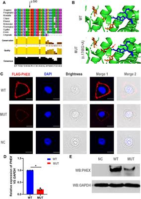 Identification of a Novel Missense Mutation of the PHEX Gene in a Large Chinese Family with X-Linked Hypophosphataemia